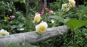 roses against a log fence