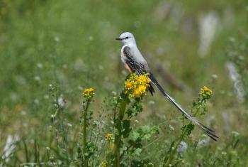 With its long, forked tail, the appropriately named scissor-tailed flycatcher is a striking bird in the open lands of its breeding range from northern Mexico across Texas and north to Kansas. Several have been sighted in Maine this spring and early summer. (Photo by Andy Reago & Chrissy McClarren, courtesy of Wikimedia Commons.)