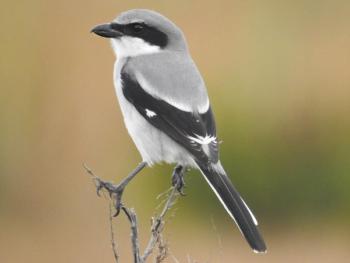Like its more-common-to-Maine (in winter) northern cousin, the northern shrike, the loggerhead shrike captures small mammals and insects (and occasionally small birds) and often impales them on thorns and twigs so it can more easily tear into them for eating. (Photo by Jeffrey Gammon courtesy of Wikimedia Commons.)