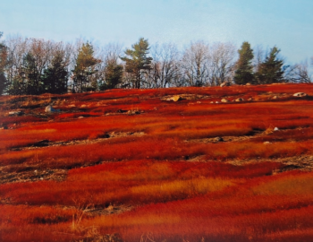 The blueberry barrens glow crimson in the fall, attracting many admirers. (photo by Erica Thoms)