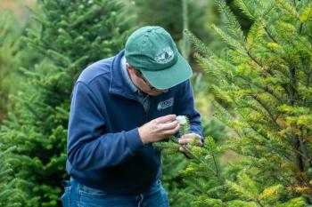 inspecting Christmas tree