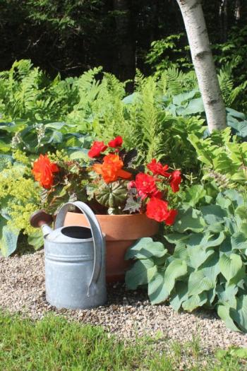 potted plant, watering can
