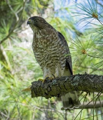 Broad-winged hawks are one of the more frequently seen hawks in summer in the eastern U.S. and southern Canada. Photo by Mykola Swarnyk, courtesy of Wikimedia Commons CC BY-SA 4.0 <https://creativecommons.org/licenses/by-sa/4.0>