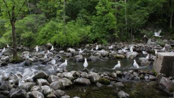 Gulls gather on rocks