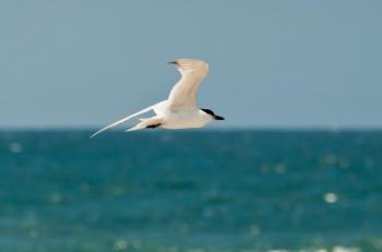 A gull-billed tern is one of at least three rare terns that have been seen in Maine over the past few weeks. One bird has been observed and photographed in the Popham Beach and Seawall Beach area. Photo by USFWS, courtesy of Wikimedia Commons.