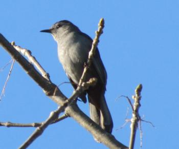 Approximately half of the world's birds are named according to one of their physical features such as their color. The gray catbird is one of them. Photo courtesy of Jeff Wells. 