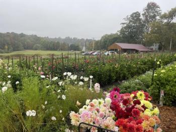 (Photo courtesy Dooryard Farm)