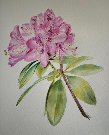 painting of rhododendrons