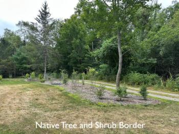 trees and shrubs