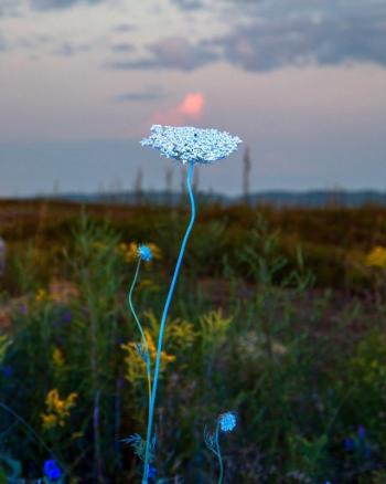 blue flower