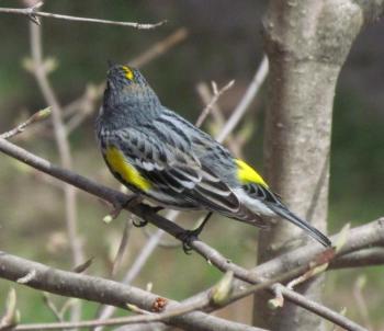 Given that the informal name many birders use for this bird is the "butterbutt," it's no surprise that its formal English name is the yellow-rumped warbler. Photo courtesy of Jeff Wells.