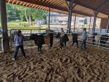 teens walking cows