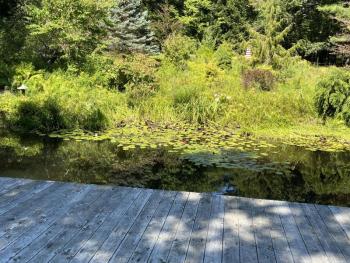 dock and pond