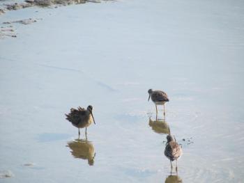 The authors saw a few short-billed dowitchers (left in photo) - note the very long bill - among the yellowlegs recently in Yarmouth.  Courtesy of Jeff Wells