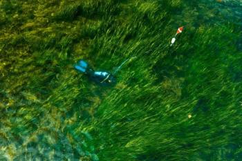diver collects reproductive shoots from an eelgrass meadow