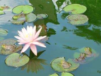 lily pads