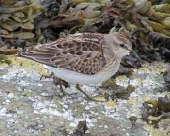 Least sandpipers are tiniest of North America's shorebirds. They are regular migrants across the state in the fall. Courtesy of Jeff Wells