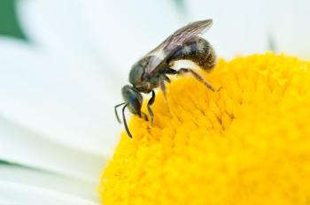 bee on flower