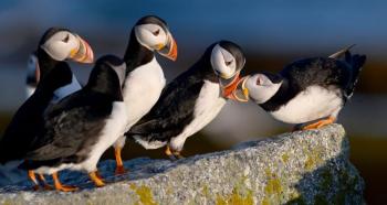 puffins on large rock
