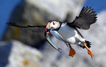 puffin flying through air 