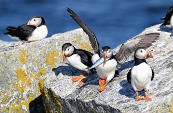 puffins on eastern egg rock with herring in its mouth