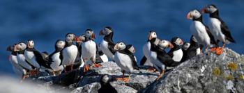 group of puffins perched on rocks