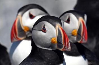 closeup of puffins
