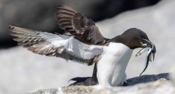 razorbill carrying sand lance