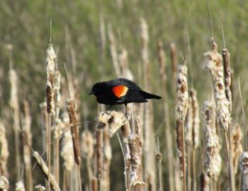Red-winged blackbirds are among the birds species that are declining in Maine. More than fifty percent of the blackbird family worldwide are showing declines. Photo courtesy of Jeff Wells.
