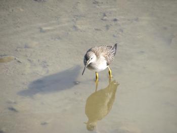Lesser yellowlegs are currently migrating through Maine from their Boreal Forest nesting grounds. The authors saw this one during low tide near the Yarmouth Town Landing. Courtesy of Jeff Wells