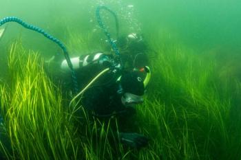 diver collecting eelgrass