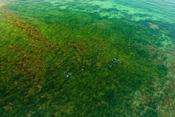 Divers explore an eelgrass bed