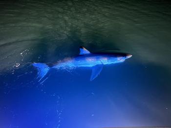 shark in water