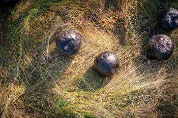 round black orbs in grass