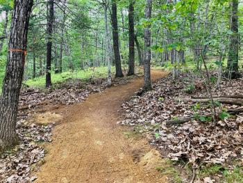 trail in the woods