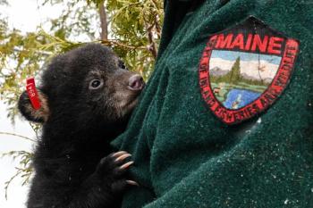 bear cub hanging on to jacket