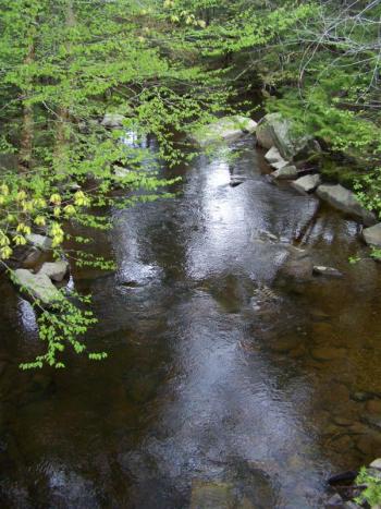 river under branches