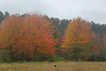 trees