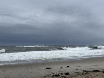 During a visit to see the Nor'easter surf at Biddeford Pool, the authors were delighted to see a flock of sanderlings feeding along the surf's edge. Photo courtesy of Allison Wells.