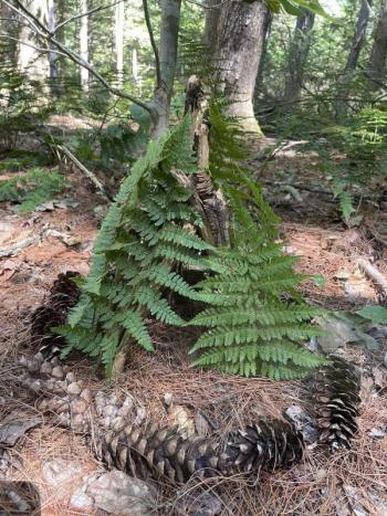 pinecones, ferns in teepee shape