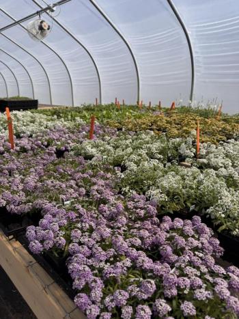 flowers growing inside greenhouse