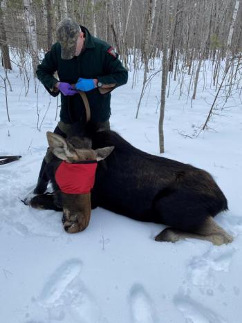 man stands over moose