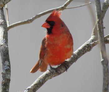 A set of sibling young northern cardinals have been noisily begging for food all day in the authors' yard. Northern cardinals are able to nest at least three times in a season, if the weather allows it—an increasing likelihood here in Maine, with the advance of climate change. Photo courtesy of Allison Childs Wells