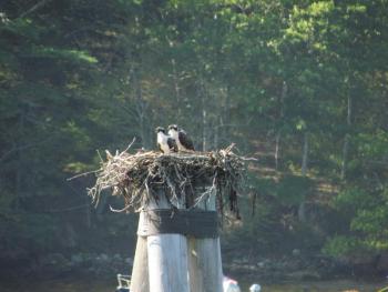 During a recent trip to Pemaquid Harbor, the authors were surprised to see two young ospreys still hanging around a nest - the result of Maine's extended summers? Photo courtesy of Jeff Wells.