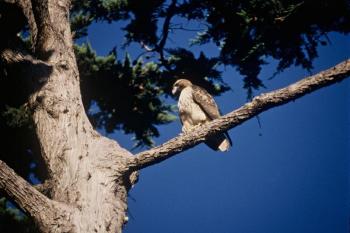 Hawks perch where they can best see the prey they are hunting. The authors recently saw a young red-tailed hawk, like the one here, perched on a mailbox at a farmhouse, perhaps hunting nearby house sparrows. Photo by Department of the Interior. U.S. Fish and Wildlife Service, courtesy of Wikicommons.