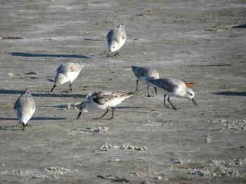Sanderlings are among the most common birds on Maine beaches during spring and fall, but how many people know that they nest in the Arctic? Photo courtesy of Jeff Wells