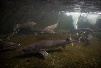 Atlantic sturgeon (Photo courtesy Ryan Hagerty/USFWS)