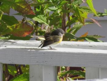The authors were delighted when a late-for-the-season American restart joined the party at the cheery yellow plant. Courtesy of Jeff Wells