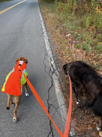 Dogs