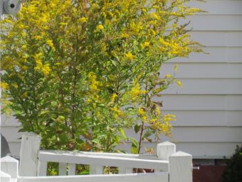 The enormous goldenrod that has attracted so much life at the authors' porch. Courtesy of Jeff Wells